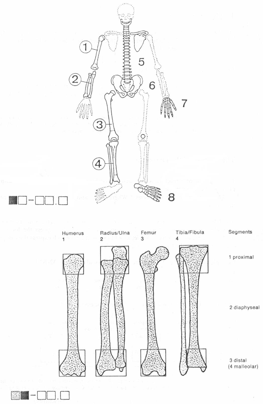 Femur Kırıkları — görsel 1