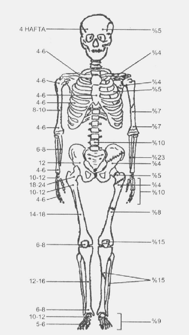 Femur Kırıkları — görsel 5